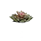 Суккуленты